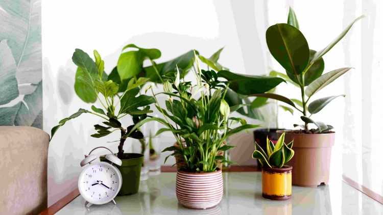 Instantly Transform Your Home With House Plants