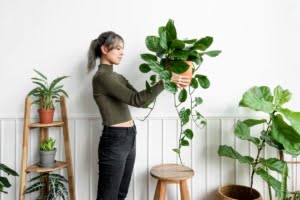 Essentials for Healthy Indoor Plants in Pakistan