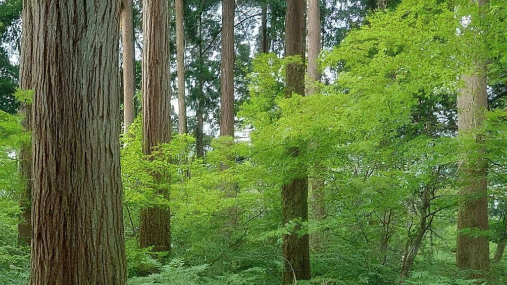 Urban Forests