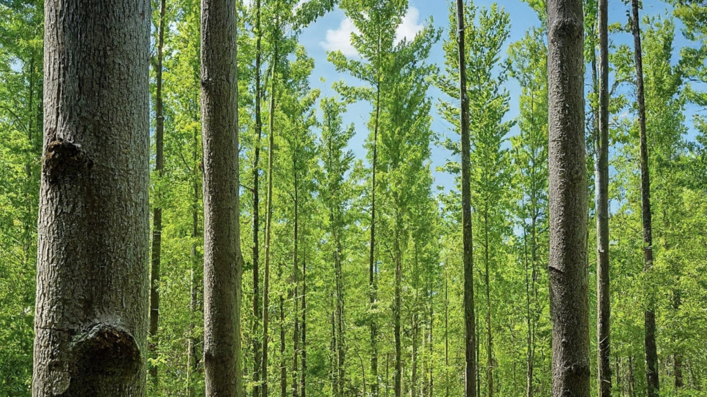 Urban Forests