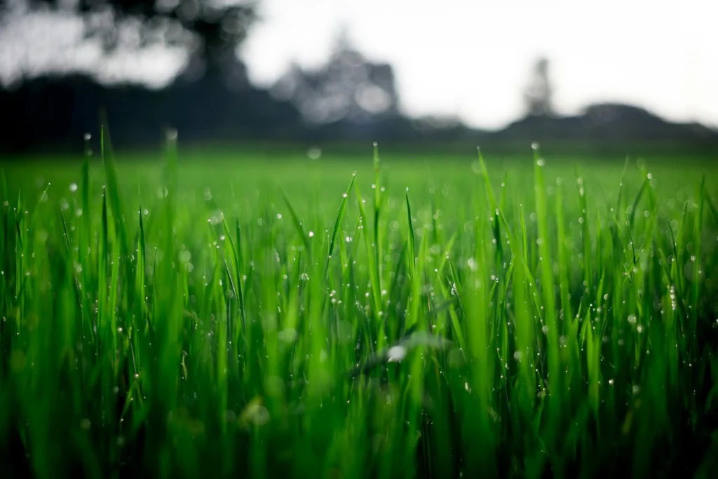 Lahore lawns watering